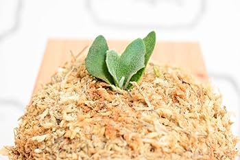 Amazon.co.jp: P.willinckii 'Jewel' spored ① ＠ビカ森wife 板付品